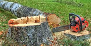 Best Tree Risk Assessment  in Springfield, KY