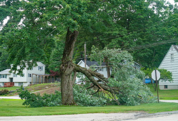 How Our Tree Care Process Works  in  Springfield, KY